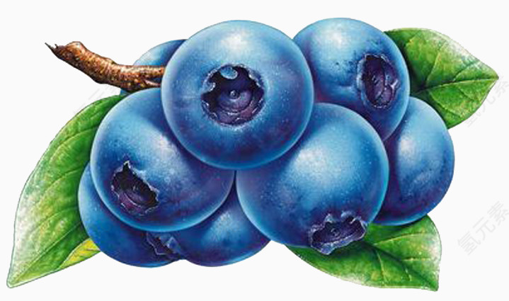蓝莓免抠图案