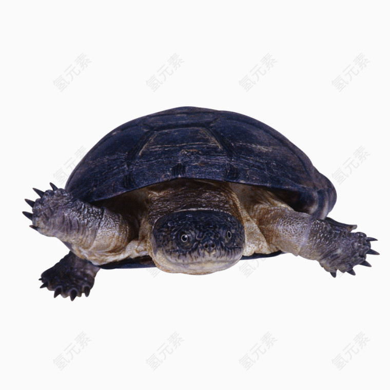 动物乌龟图片