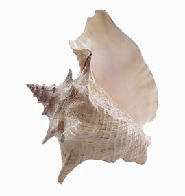 白色海螺