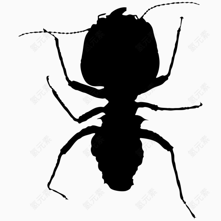 蚂蚁是什么