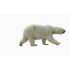北极熊PNG图片