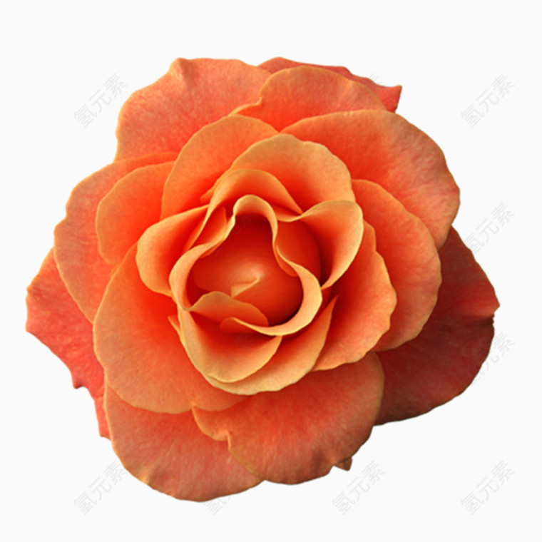 橘色玫瑰花