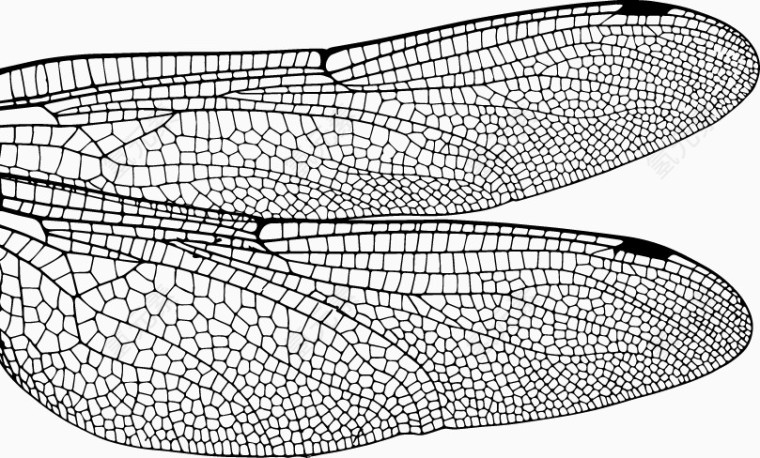 蜻蜓翅膀矢量图