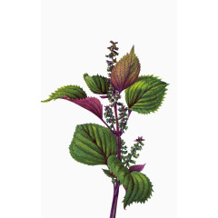 蓝紫色植物叶子素材