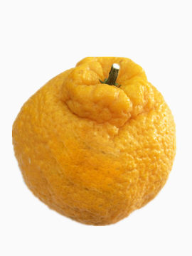 黄色丑橘
