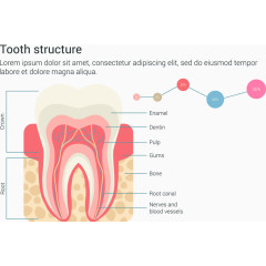 牙齿结构信息图表矢量素材