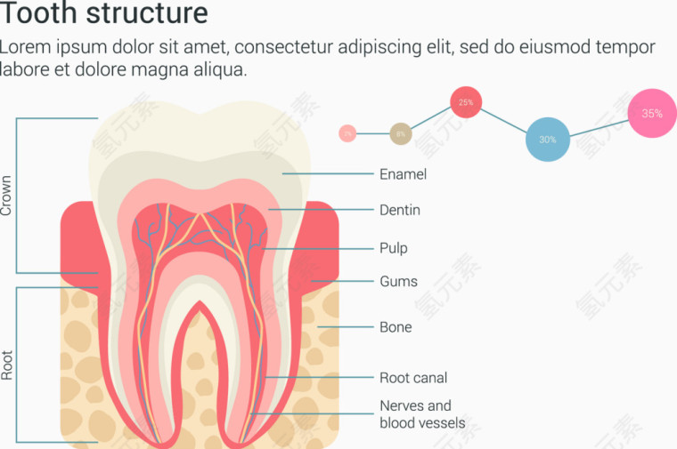 牙齿结构信息图表矢量素材