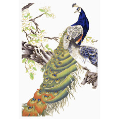 中国风 青色 平面 孔雀