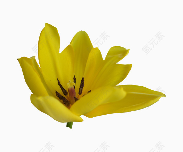 手绘黄色鲜花