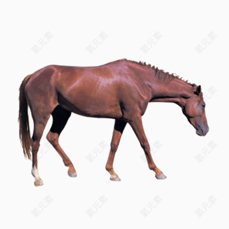 棕色马匹造型