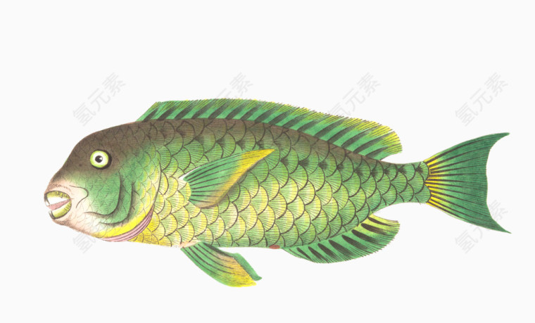 绿色的鱼儿