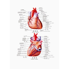 人体科室心脏挂图