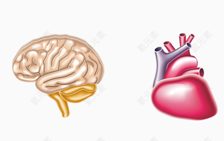 矢量大脑心脏素材