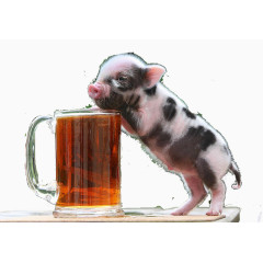 啤酒宠物猪