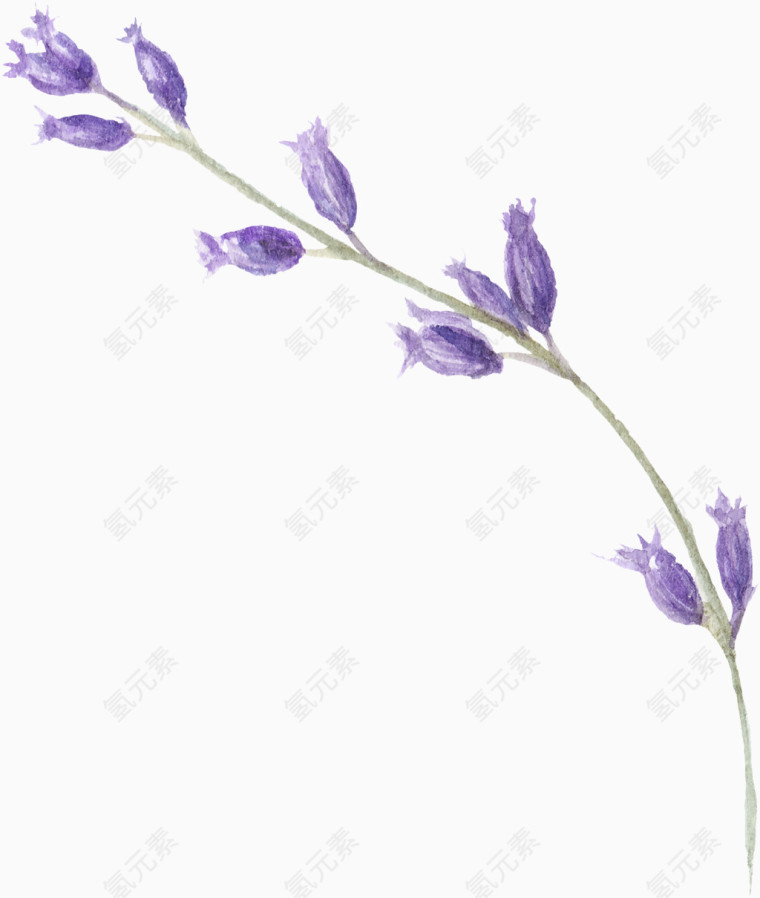 一条紫色花朵