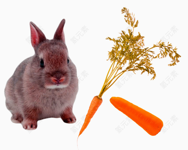 毛茸茸的小兔子和胡萝卜