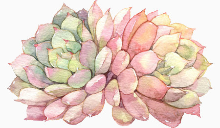 手绘水彩粉色多肉植物