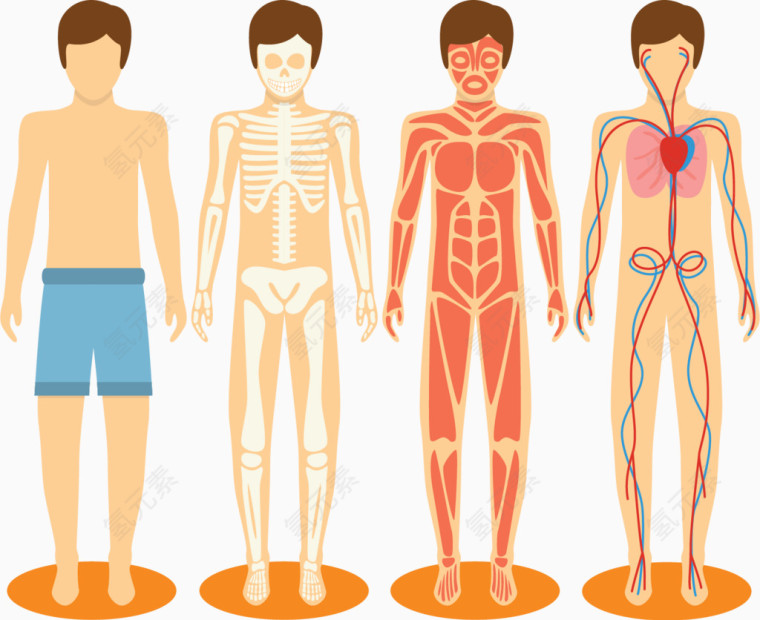 矢量手绘人体骨骼