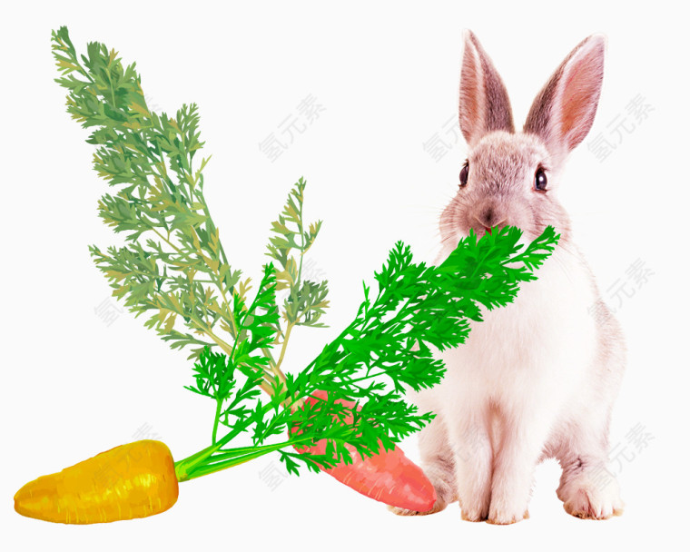 白色的小兔子和带绿茵的萝卜