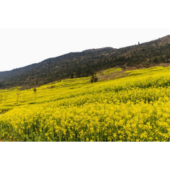 云南罗平油菜花风景