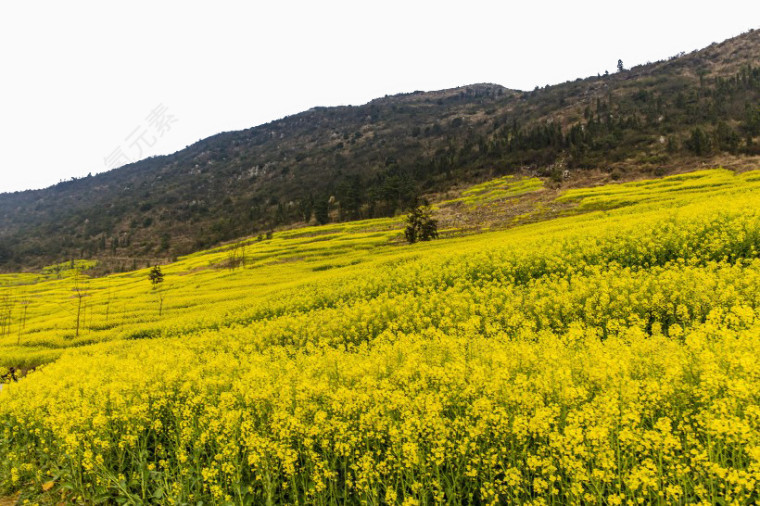 云南罗平油菜花风景