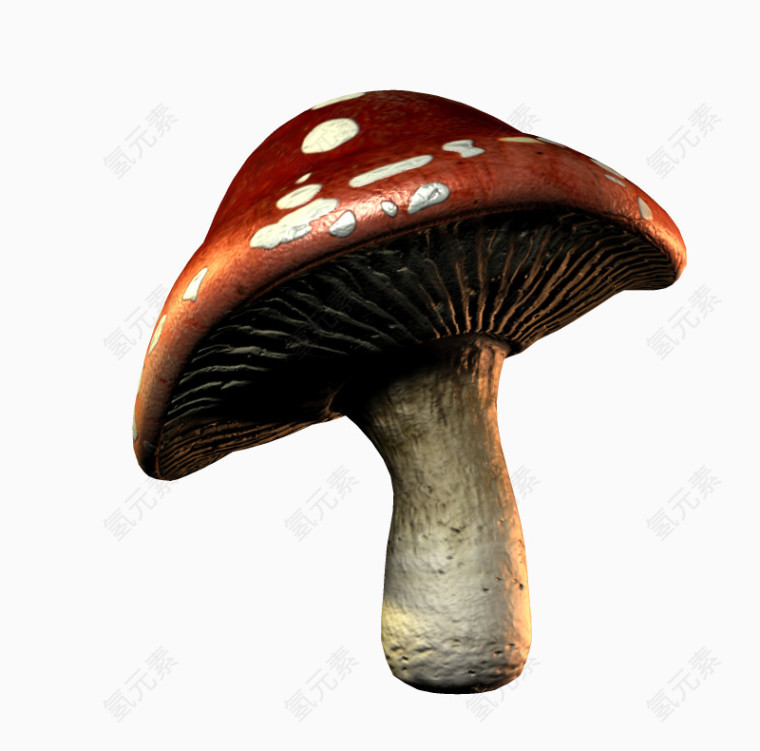 花纹蘑菇