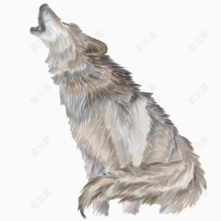 野狼雪狼孤狼动物手绘