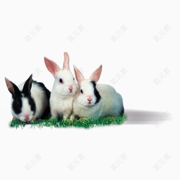 高清晰兔子图片