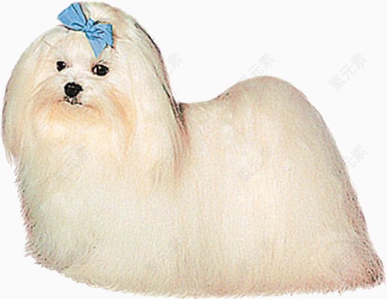 白色的长毛狗