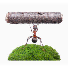 一只蚂蚁举起着的树
