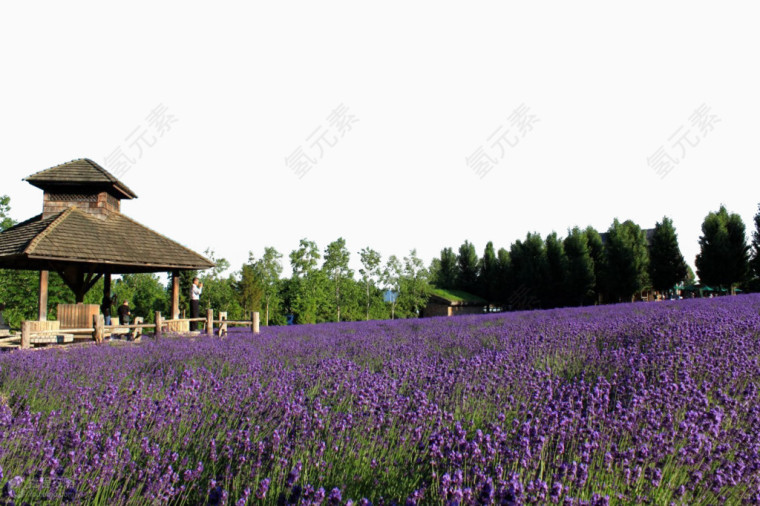 富田农场薰衣草