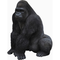 端坐的强壮的黑色大猩猩
