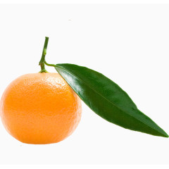 水果橘子绿叶