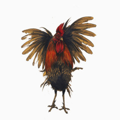 展翅的大公鸡手绘画素材图片