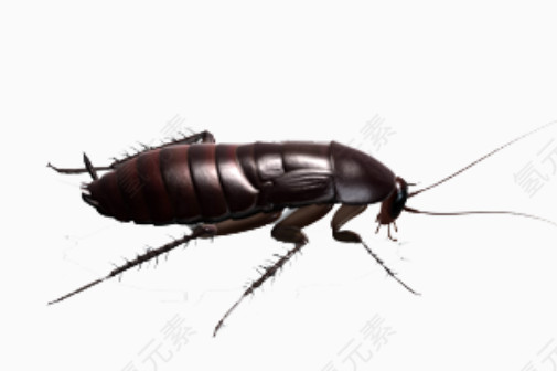 红褐色蟑螂图片