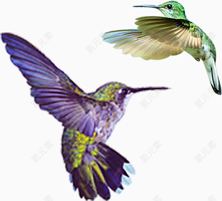 绿色紫色小鸟素材