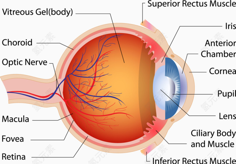 眼球剖面图