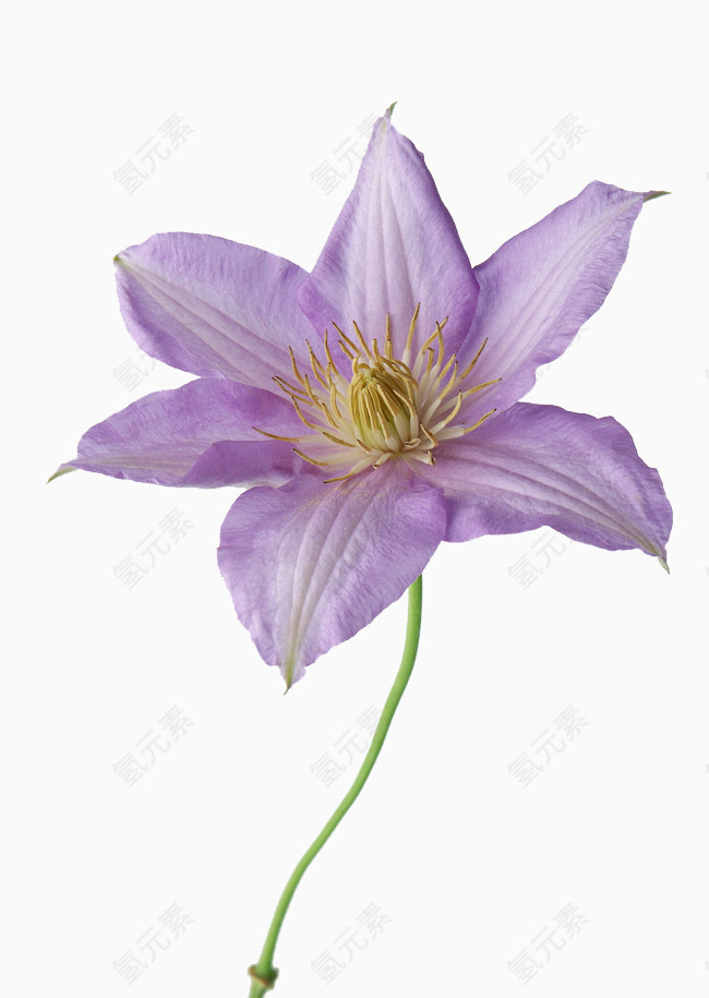 开放的紫色花朵