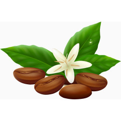 绿色白花咖啡豆