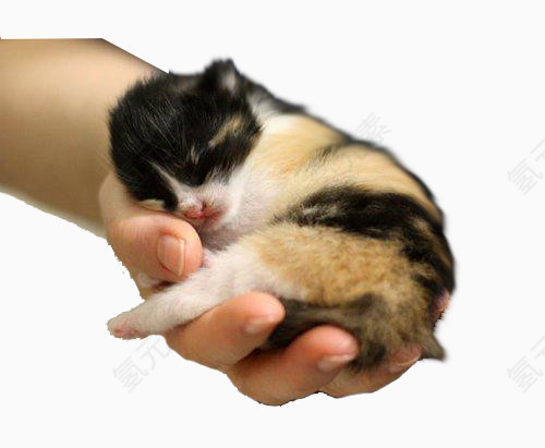 在手掌中熟睡的小猫