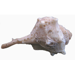 异形海螺