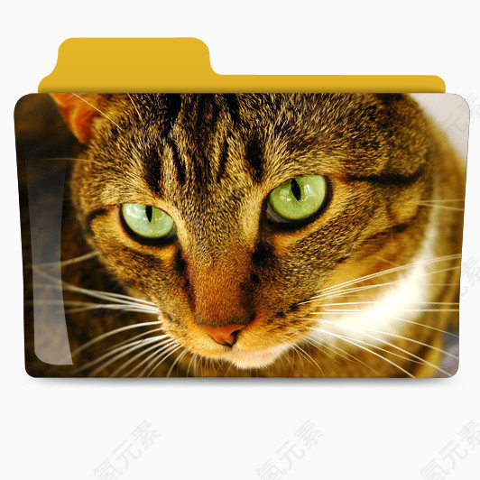 猫科动物素材图片