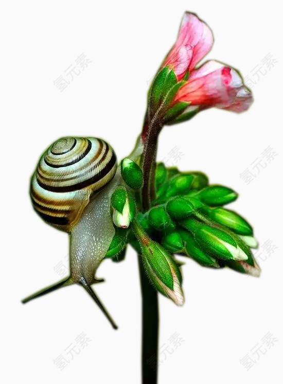 蜗牛与花