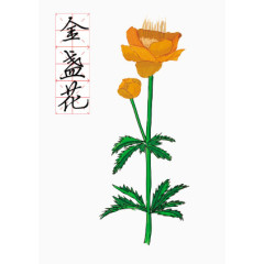 绘制金盏花