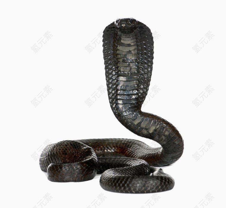 黑色扁头蛇
