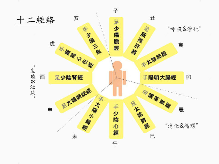 十二经络下载