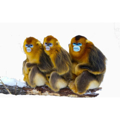 三只金丝猴在树枝上