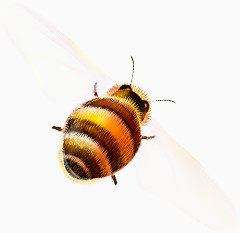 蜜蜂摄影