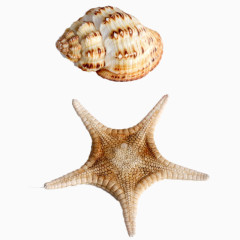 海螺海星的免扣素材