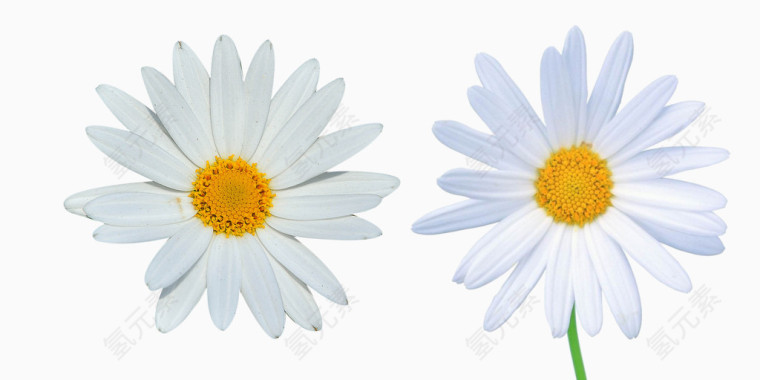 杭白菊白花朵图片素材